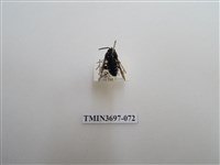 藏品(膜翅目(蜂))的圖片